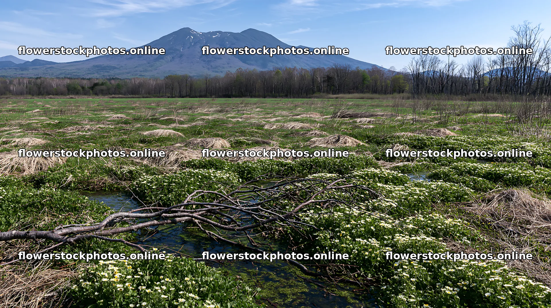 A rewilded meadow in Yamagata with a fallen branch at the front – flower stock photos 10608x5938