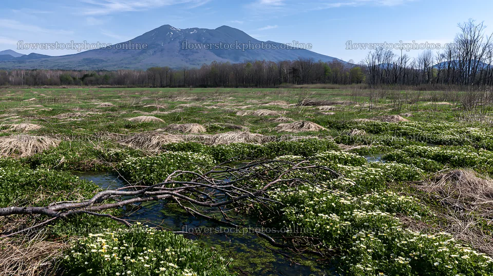 A rewilded meadow in Yamagata with a fallen branch at the front – flower stock photos 10608x5938