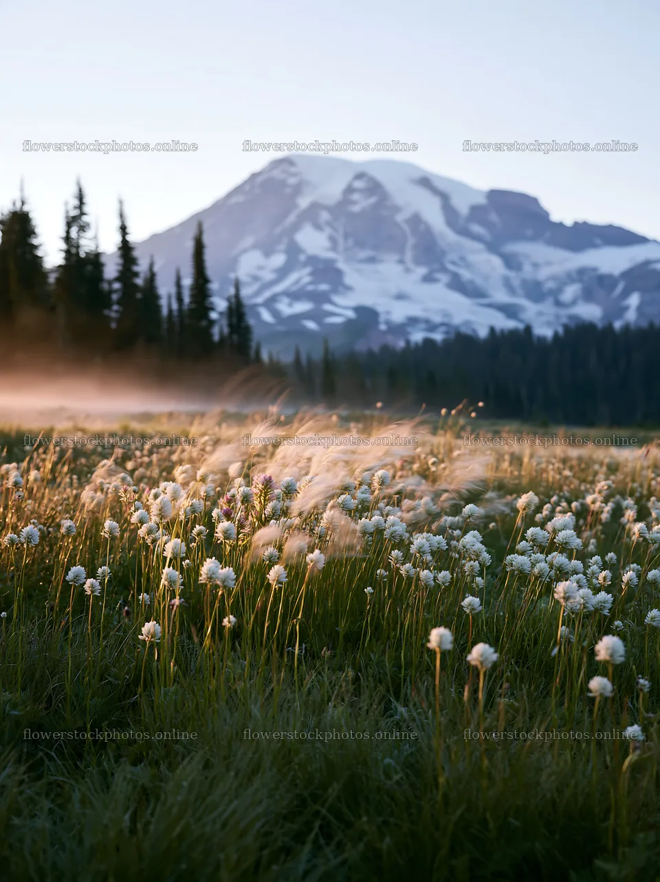 Mount Rainier wildflower meadow at sunrise – flower stock photos 6866x9174