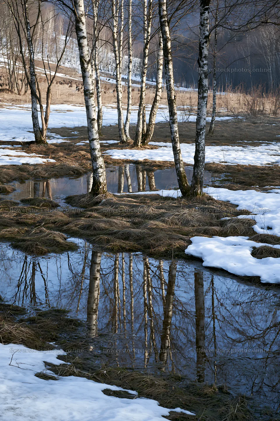 Snowy foothill meadow with trees and water reflections – flower stock photos 6480x9722