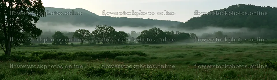 Iwate rain refreshed meadow seedhead foreground – flower stock photos 14762x4268