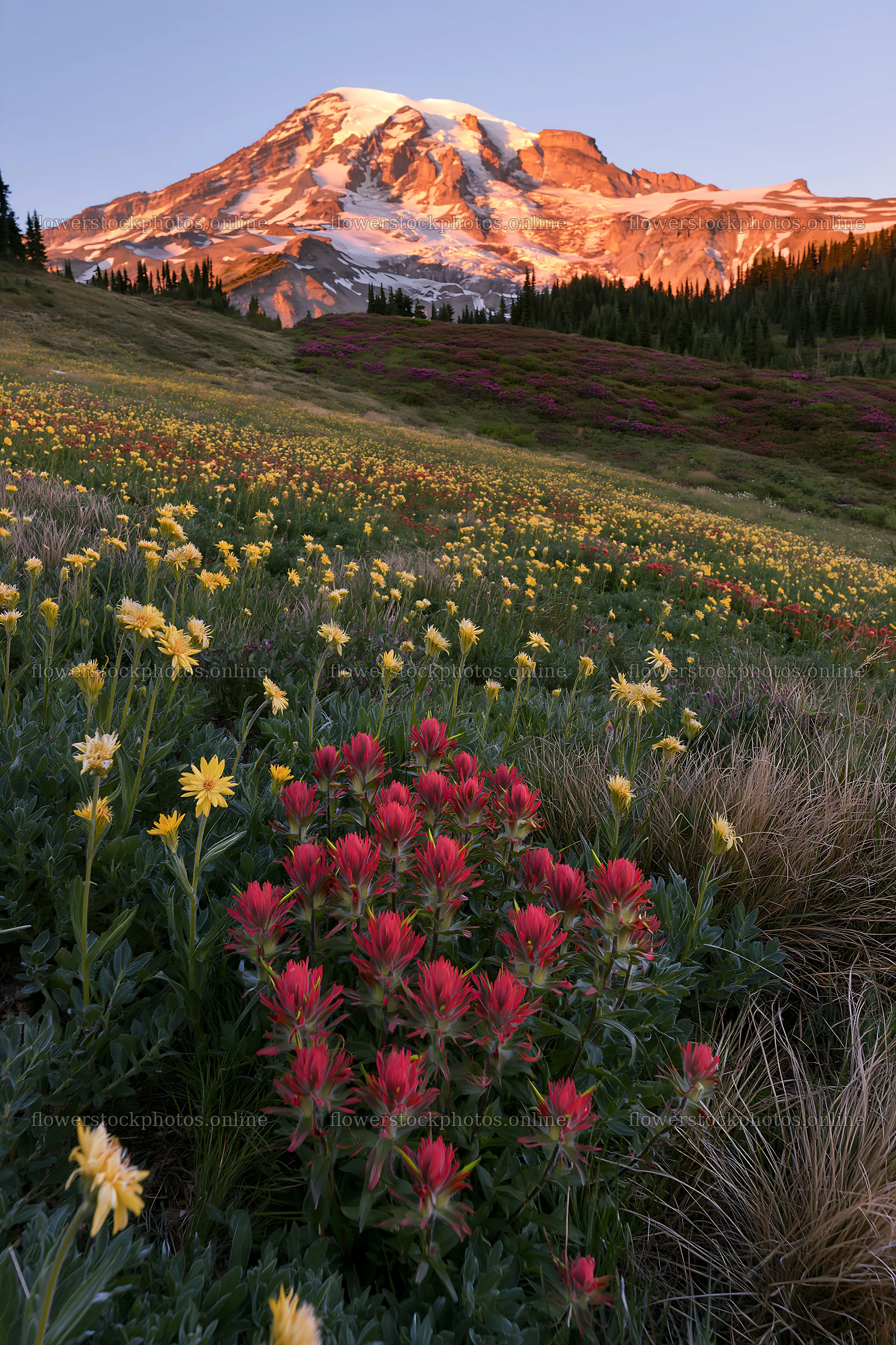 Mount Rainier wildflower meadow at sunrise with flowers – flower stock photos 6480x9722
