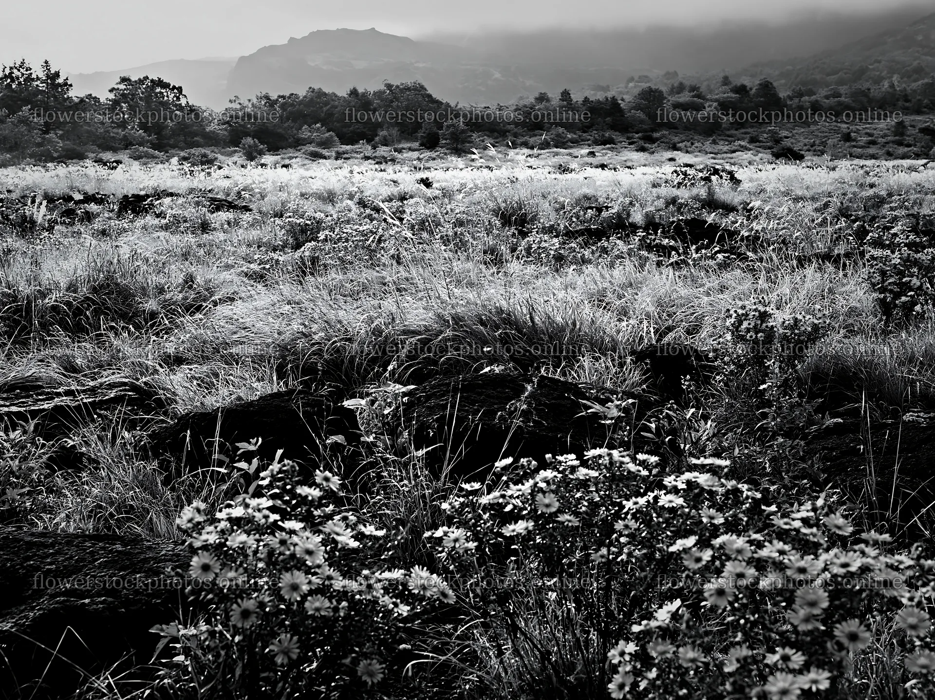Biodiverse meadow in Nagano with dew and silver grass – flower stock photos 9174x6866