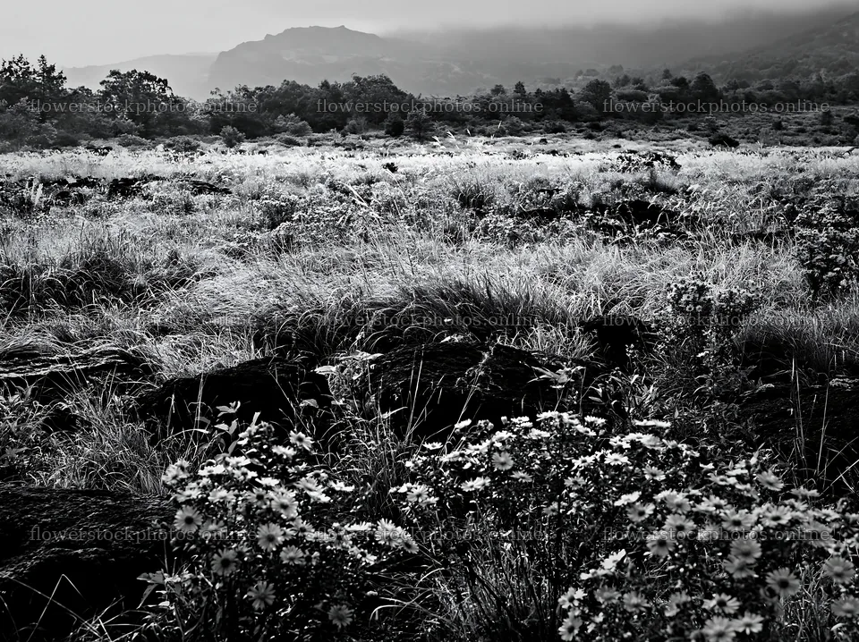 Biodiverse meadow in Nagano with dew and silver grass – flower stock photos 9174x6866