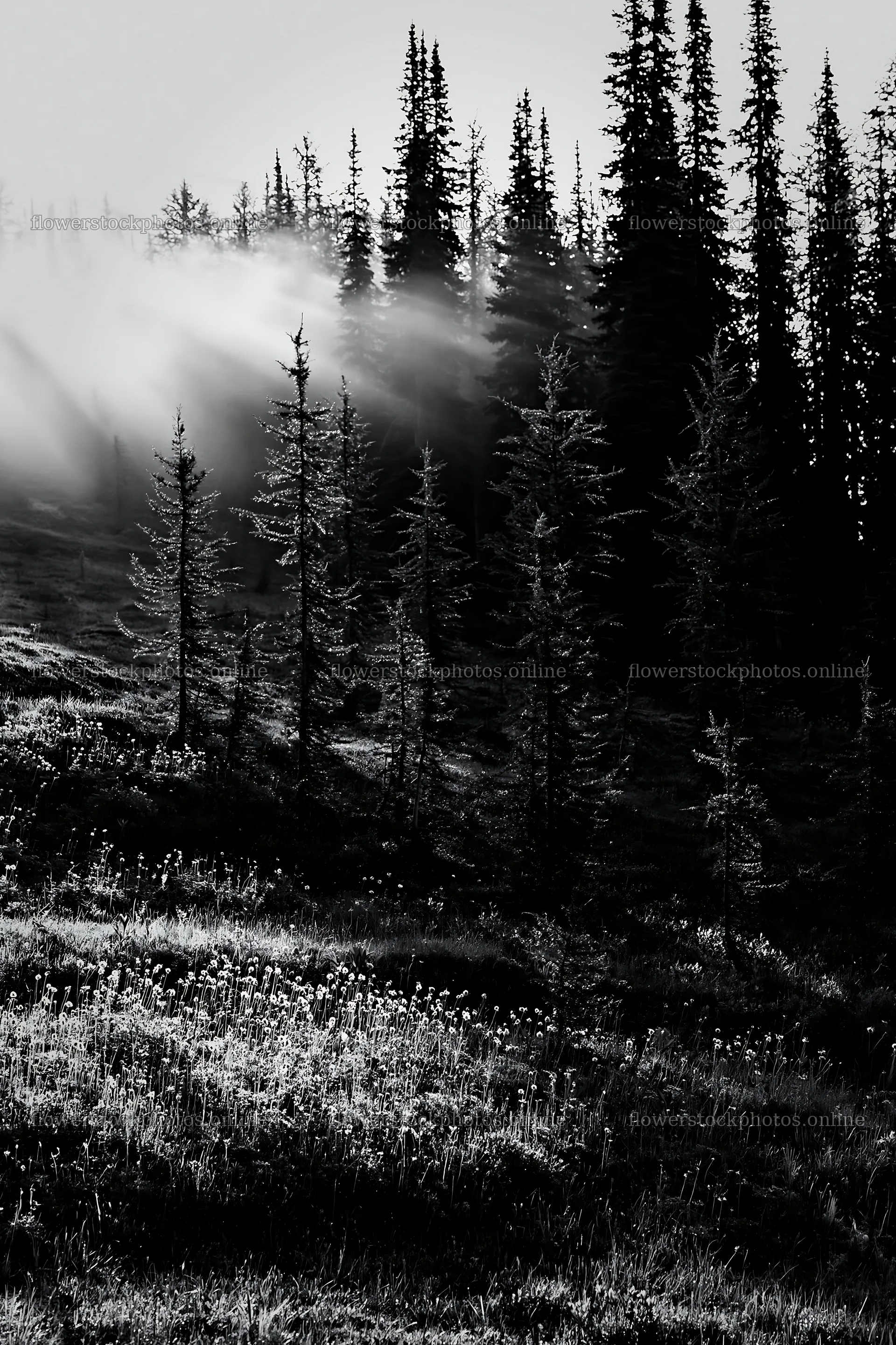 Light rays through trees in Sunshine Meadows Banff – flower stock photos 6480x9722
