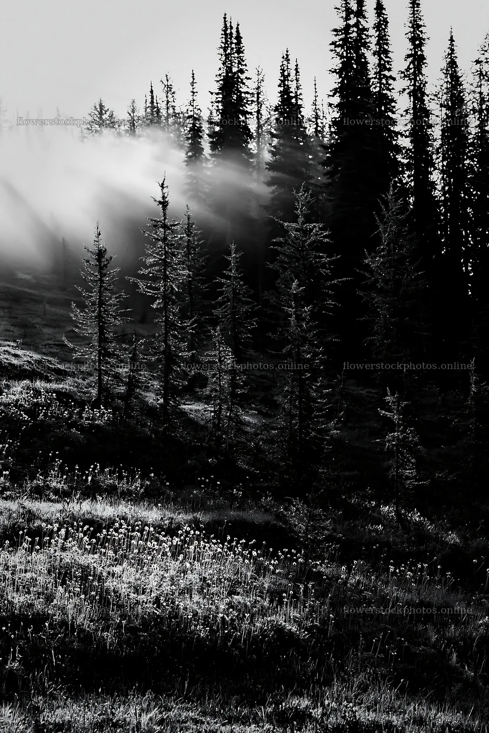 Light rays through trees in Sunshine Meadows Banff – flower stock photos 6480x9722