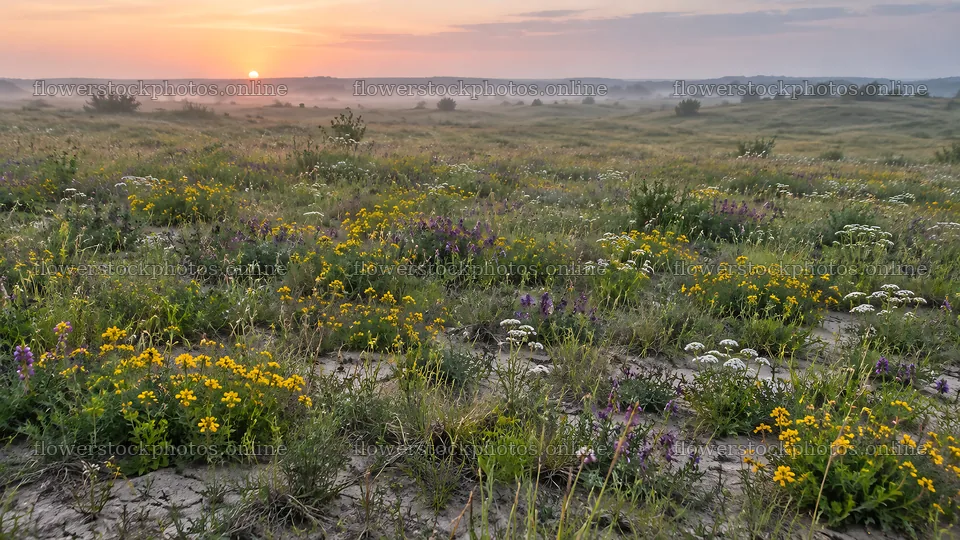 Wildflower Meadow in Mist at Sunrise – flower stock photos 10324x5812