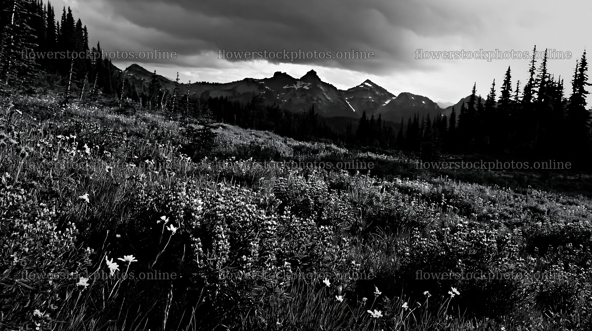 Rainwashed meadow filled with wildflowers and mountains in view – flower stock photos 10608x5938