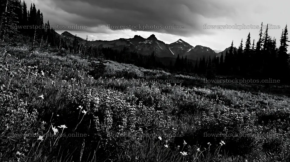 Rainwashed meadow filled with wildflowers and mountains in view – flower stock photos 10608x5938
