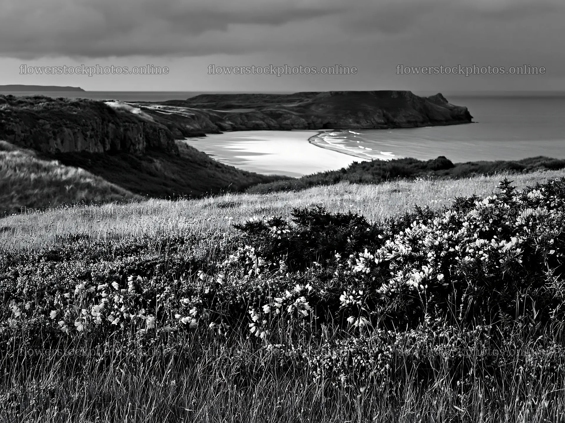 Coastal meadow with flowers near the shore in black and white – flower stock photos 9174x6866
