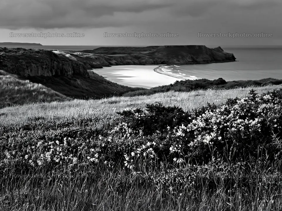 Coastal meadow with flowers near the shore in black and white – flower stock photos 9174x6866