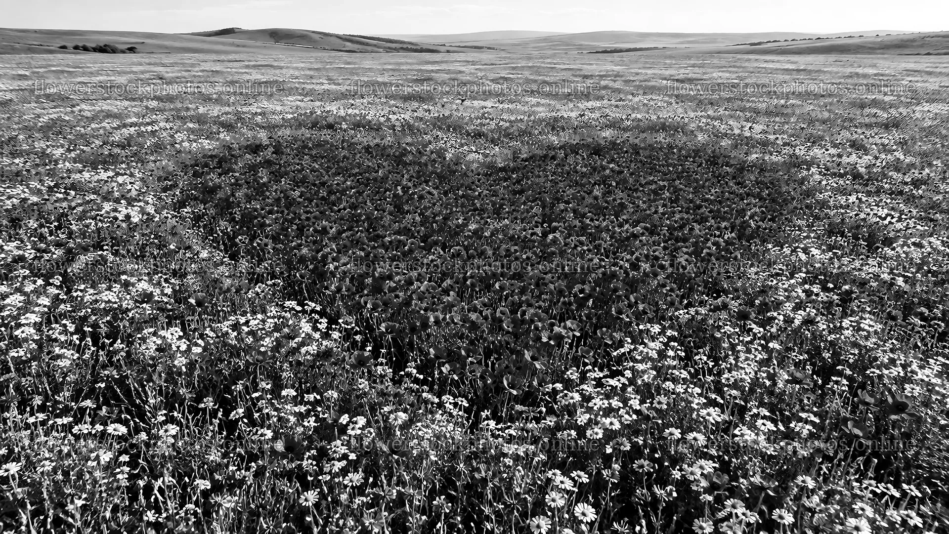 Heart-Shaped Flower Meadow in Rolling Hills – flower stock photos 10324x5812