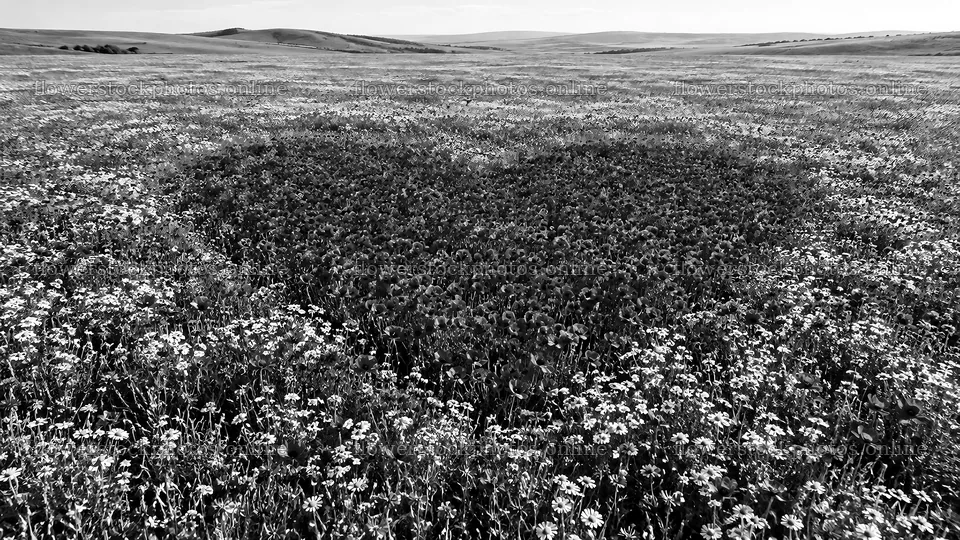 Heart-Shaped Flower Meadow in Rolling Hills – flower stock photos 10324x5812