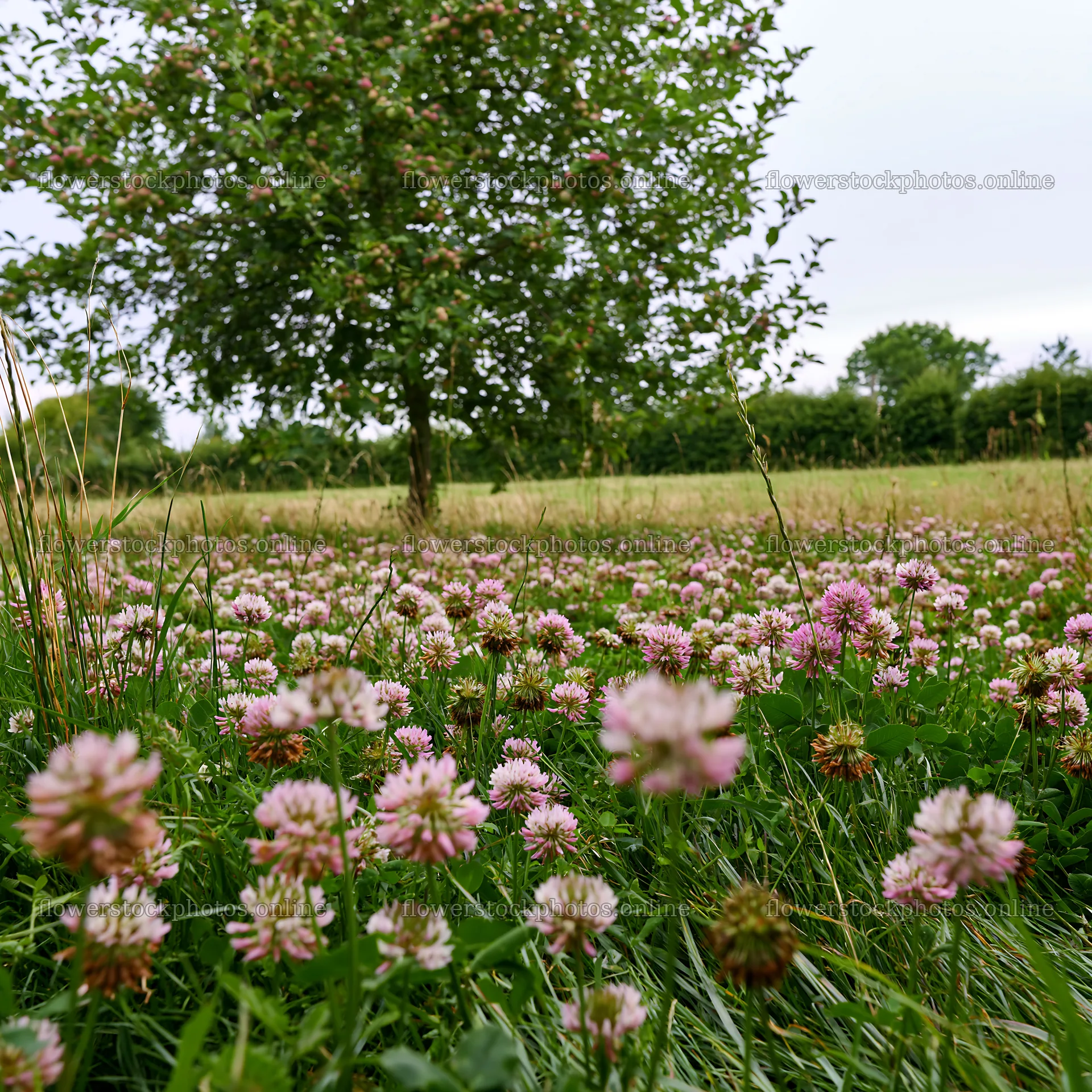 Clover apple meadow with pink flowers and apple tree – flower stock photos 7938x7938