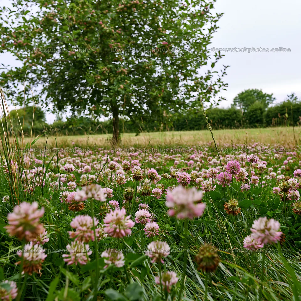 Clover apple meadow with pink flowers and apple tree – flower stock photos 7938x7938