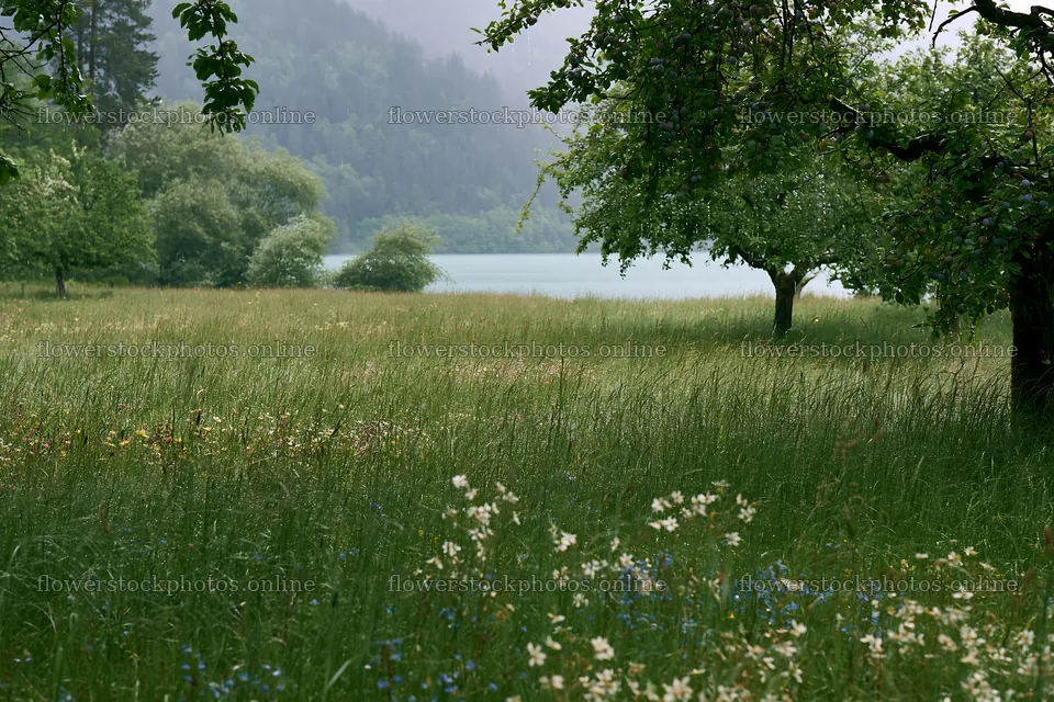 Lakeside orchard meadow with tall grass and trees – flower stock photos 9722x6480