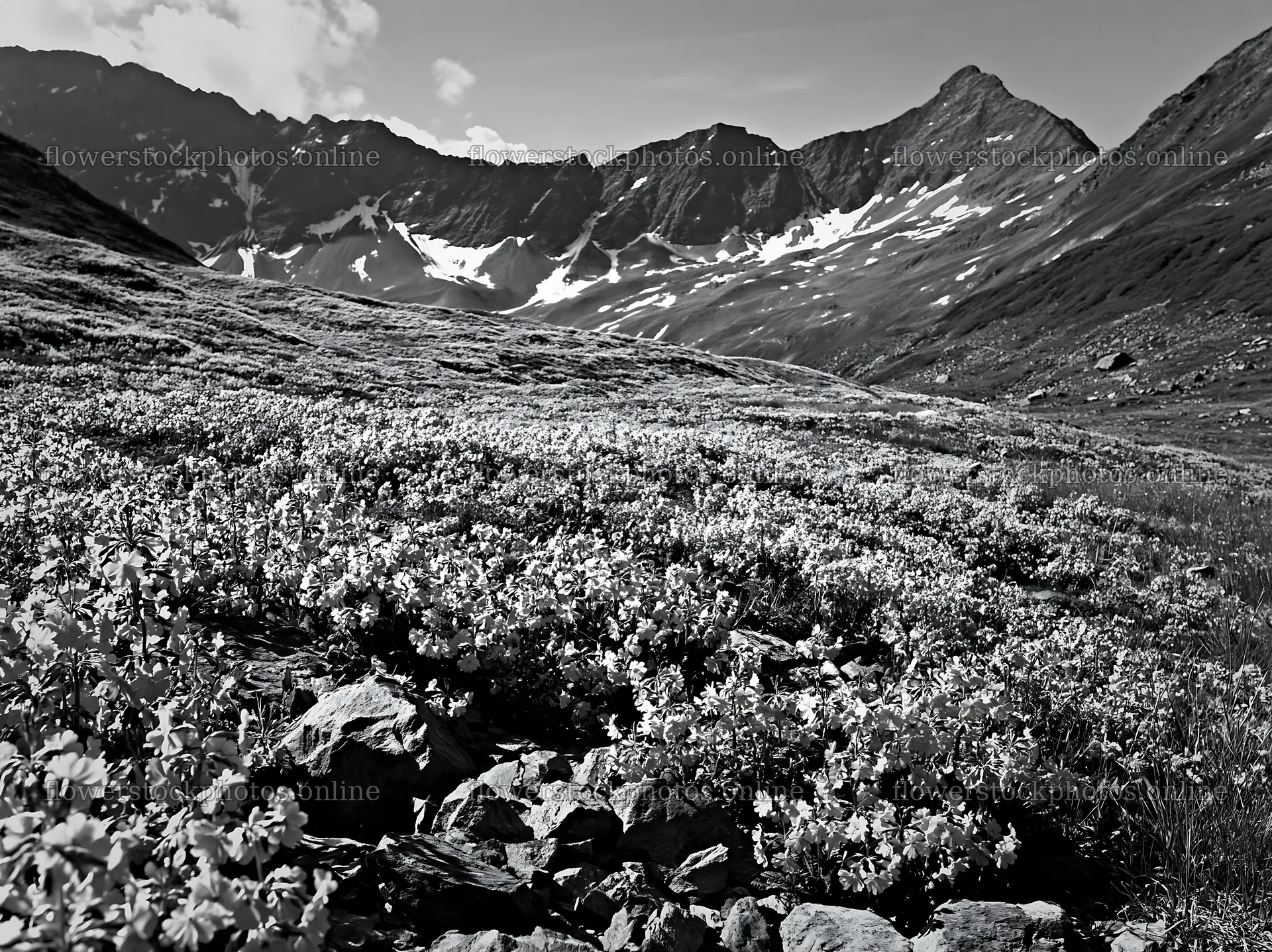 Swiss alpine meadow with flowers and mountains in the background – flower stock photos 9174x6866