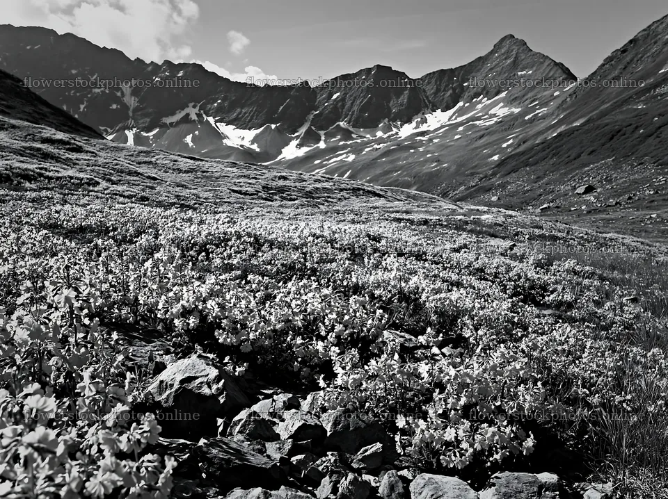 Swiss alpine meadow with flowers and mountains in the background – flower stock photos 9174x6866
