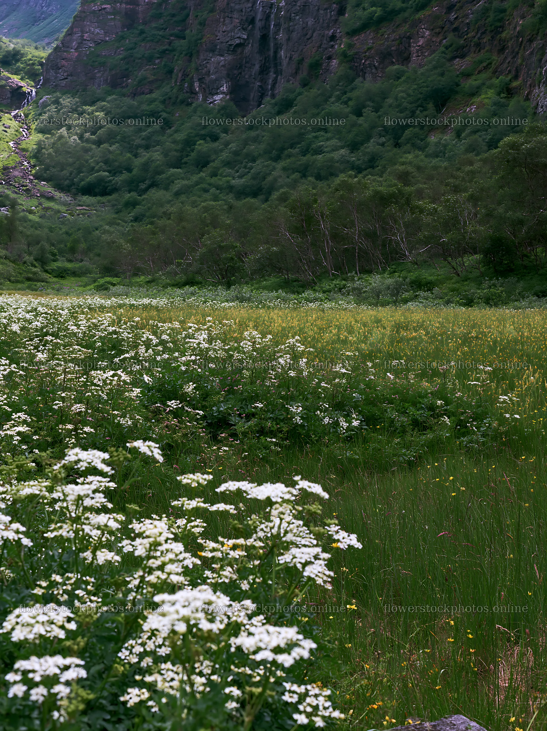 Flowering meadow with mountain falls in a natural setting – flower stock photos 6866x9174
