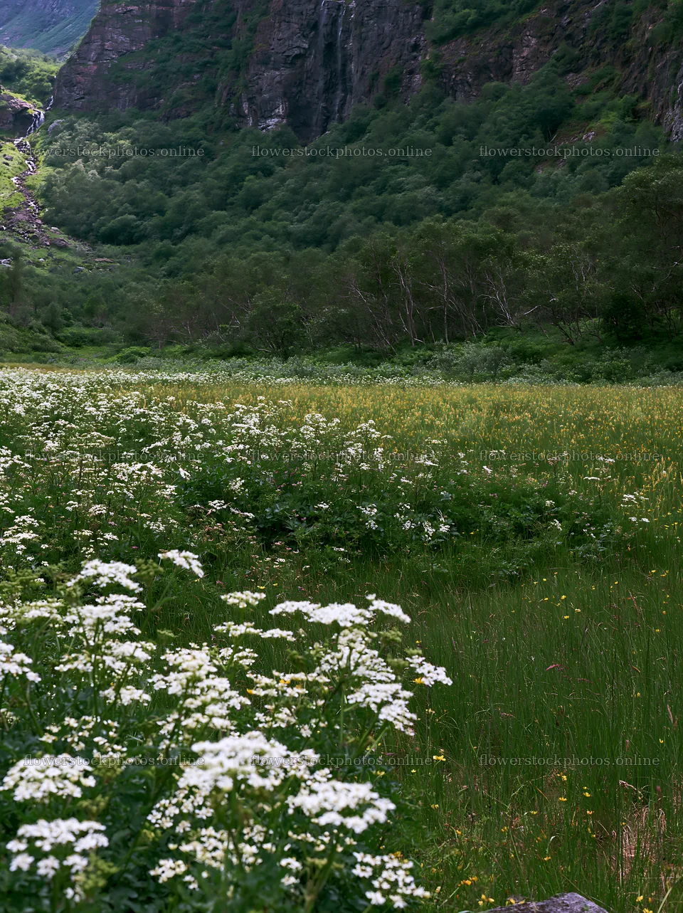 Flowering meadow with mountain falls in a natural setting – flower stock photos 6866x9174