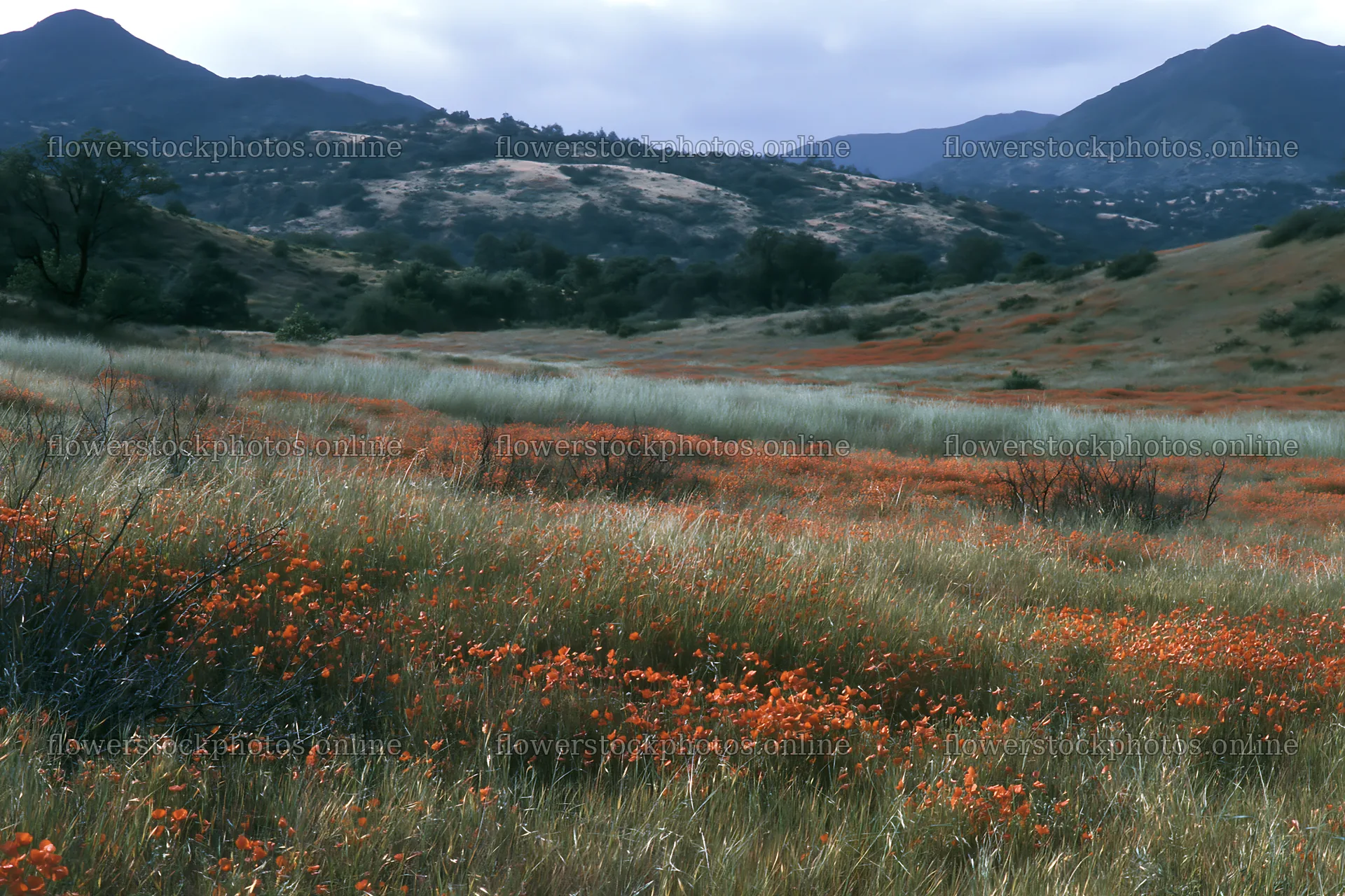 Cloudy foothill meadow with orange flowers in springtime – flower stock photos 9722x6480