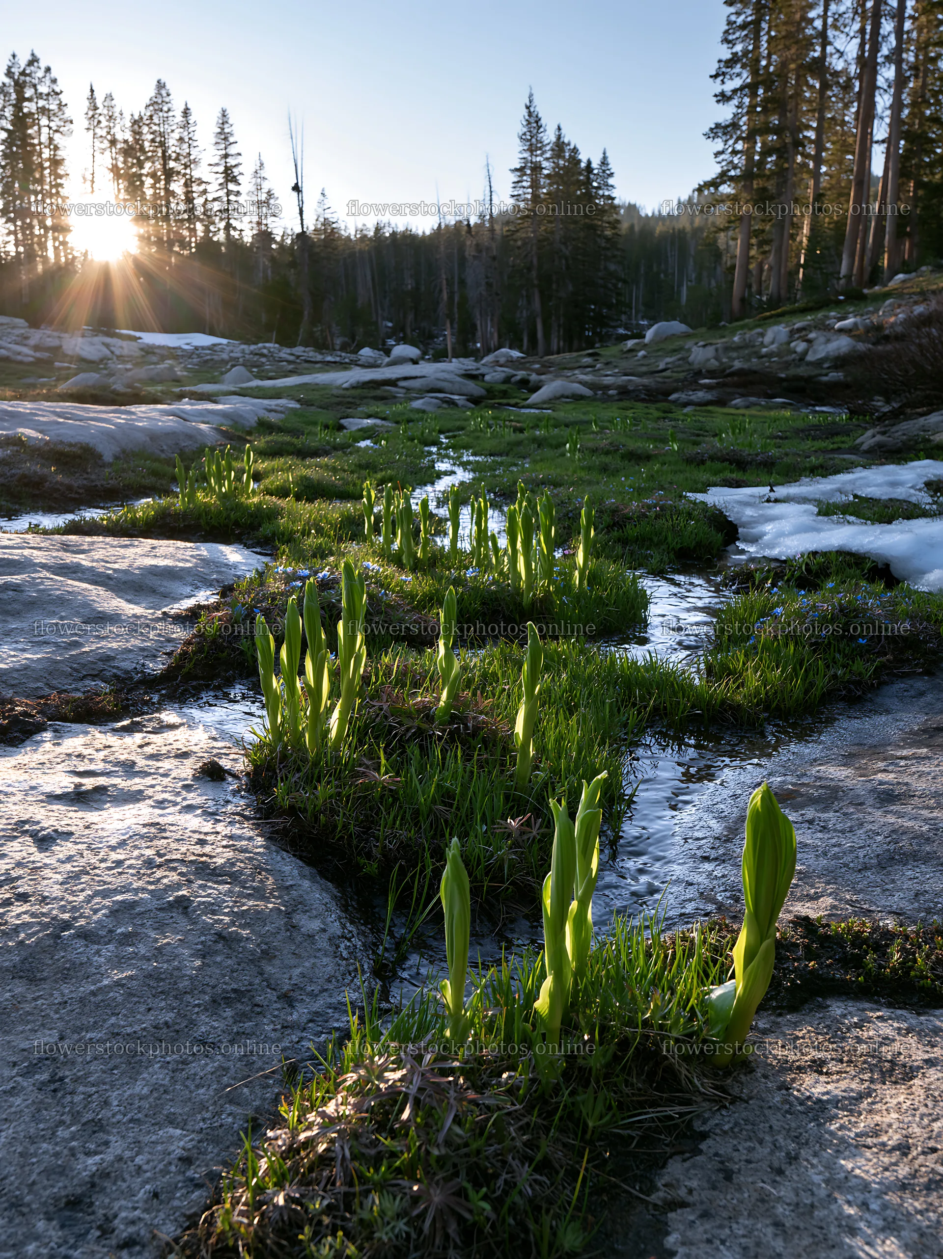 Mountain pass meadow with green shoots at sunrise – flower stock photos 6866x9174