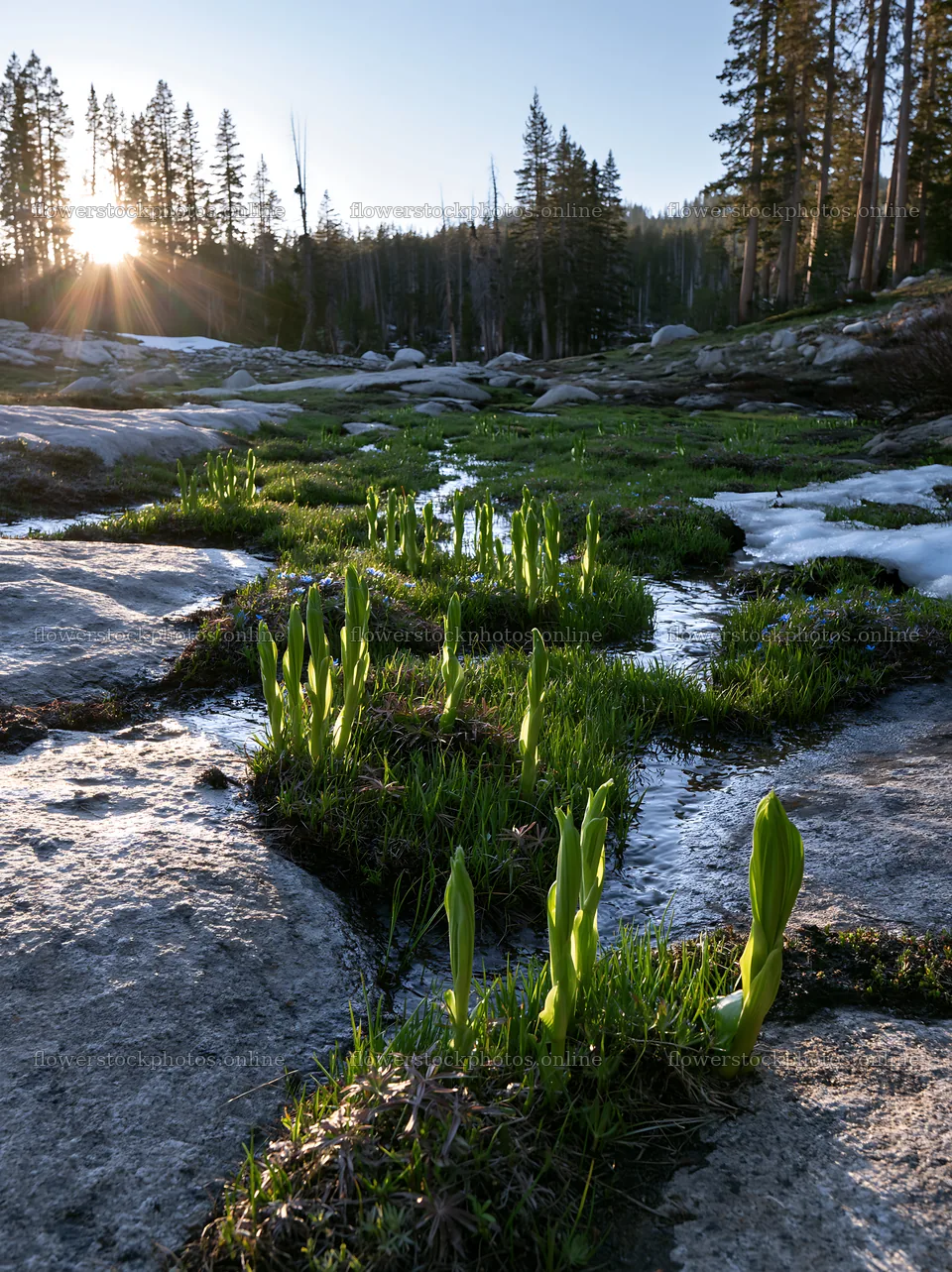 Mountain pass meadow with green shoots at sunrise – flower stock photos 6866x9174