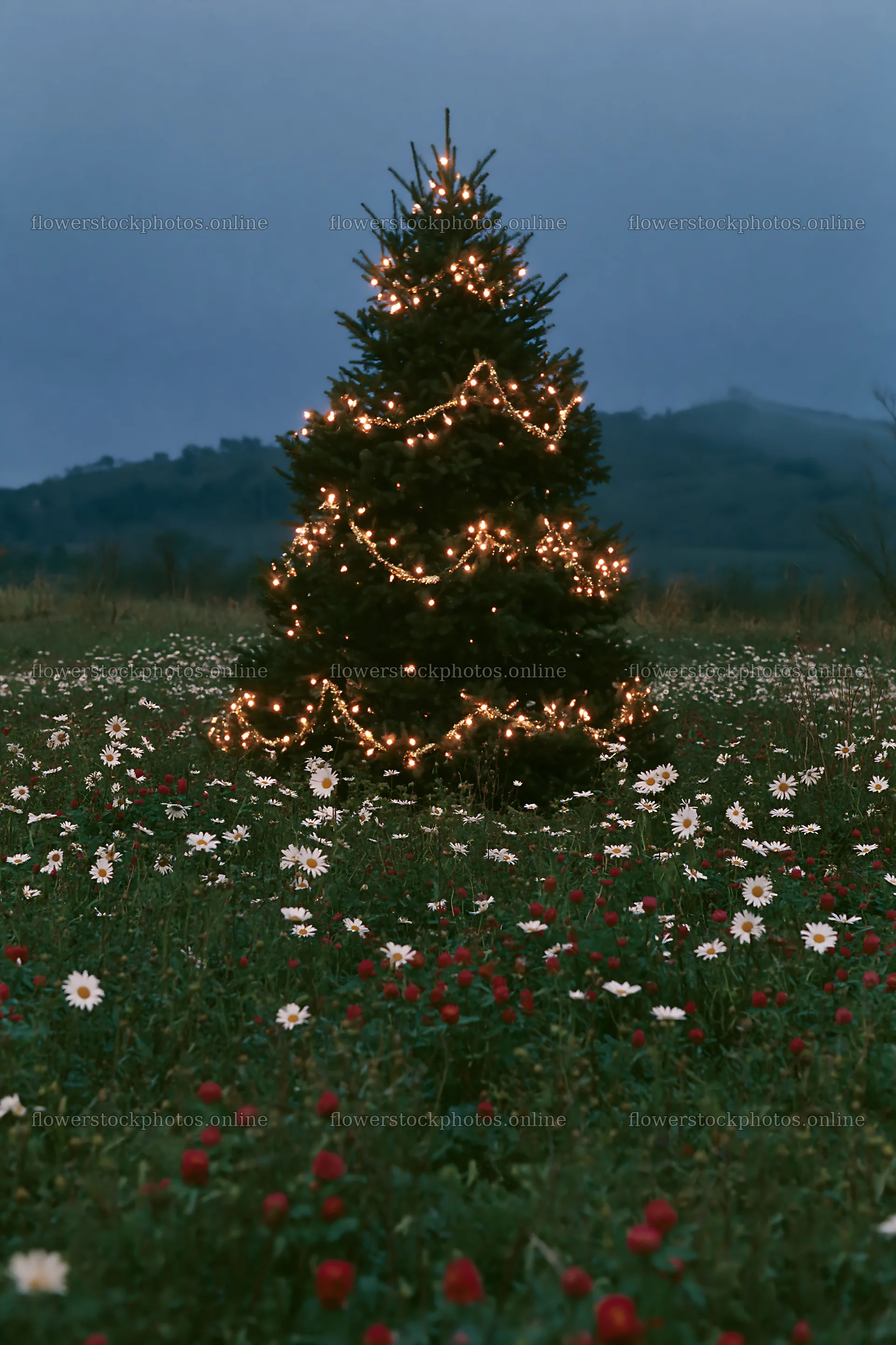 Vibrant Christmas tree in a meadow at dusk with flowers – flower stock photos 6480x9722
