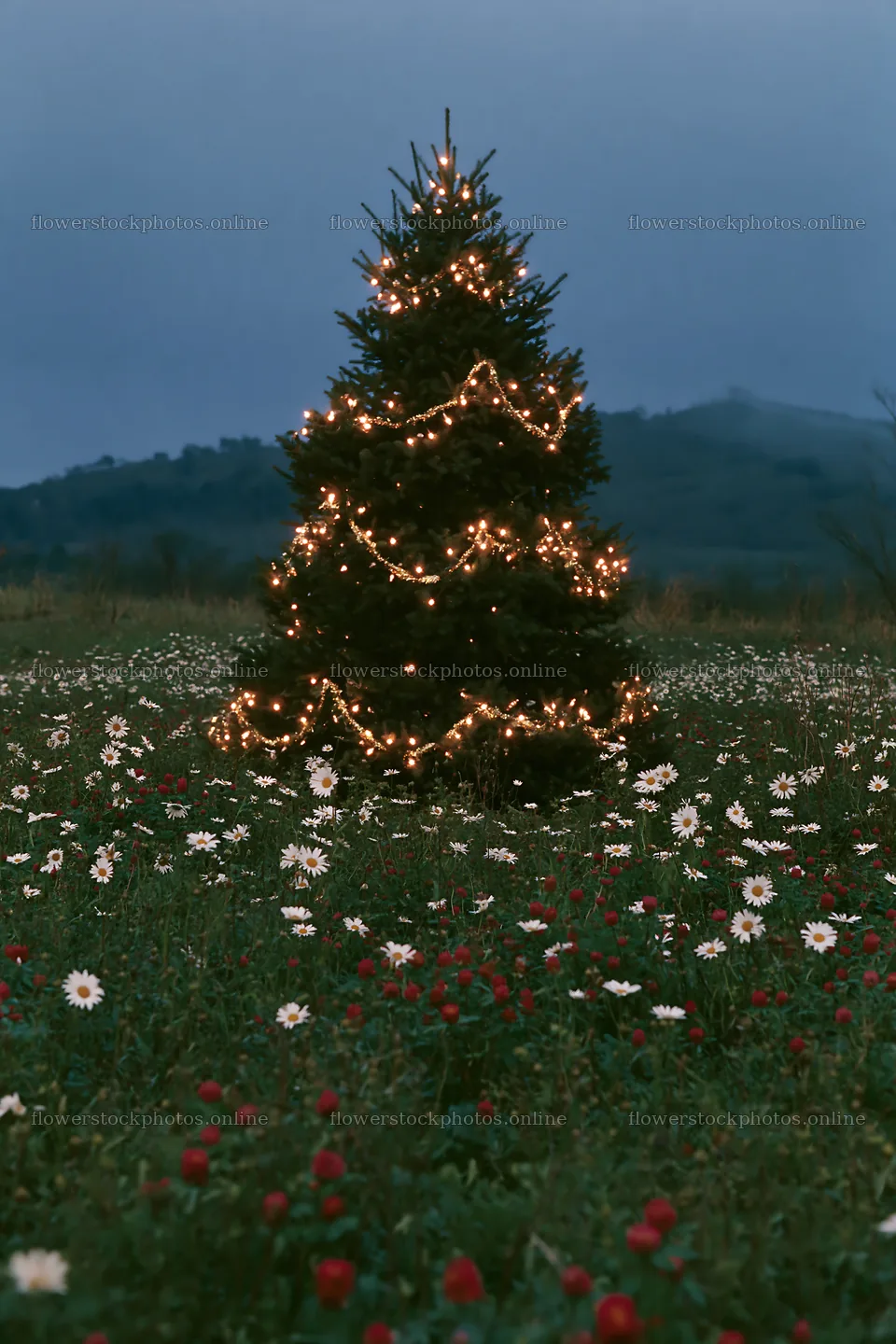 Vibrant Christmas tree in a meadow at dusk with flowers – flower stock photos 6480x9722