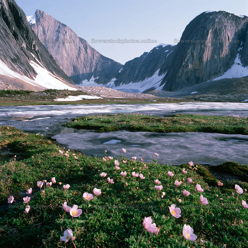 Frozen tarn meadow with spring flowers near mountains – flower stock photos 7938x7938