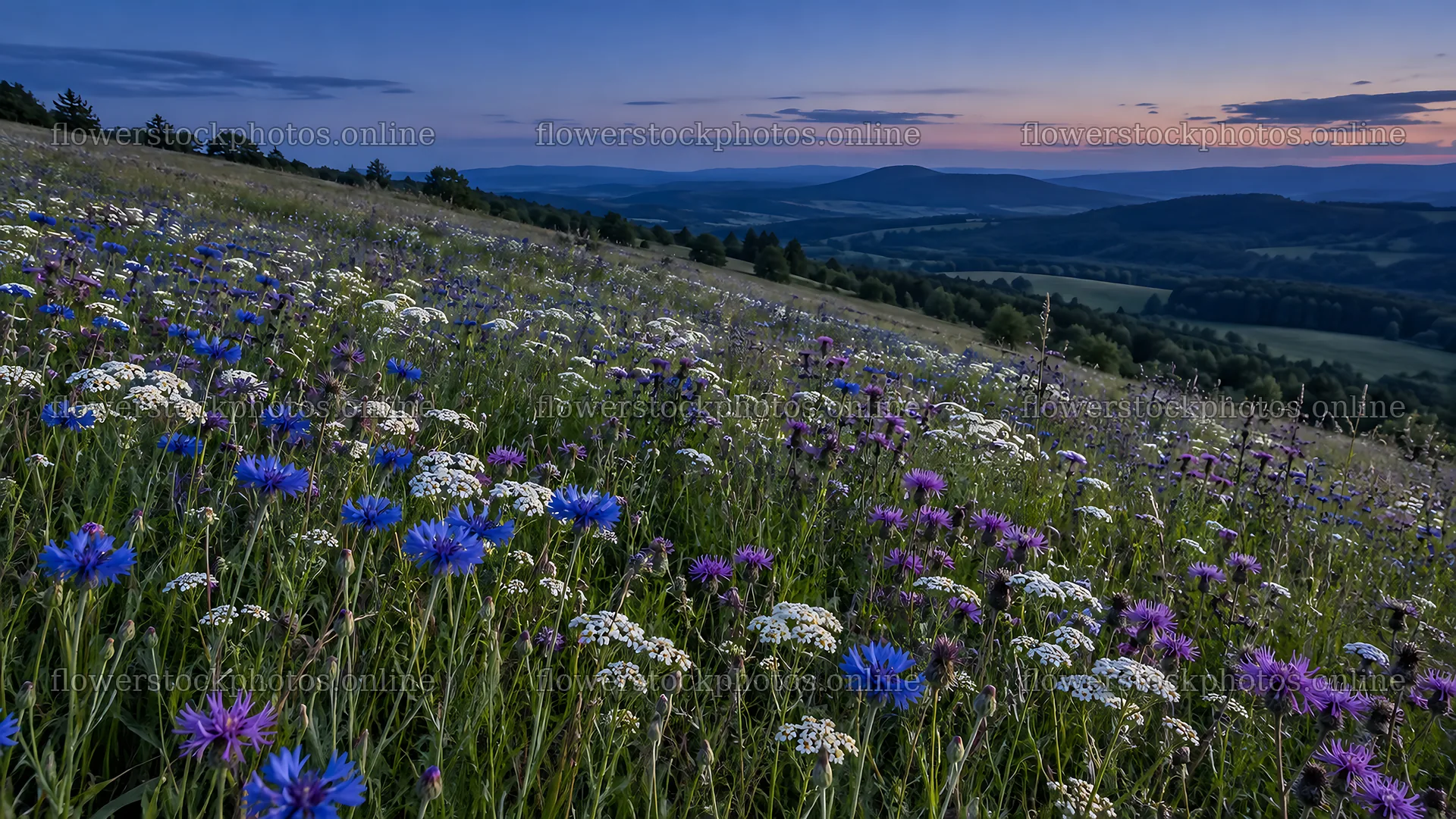 Wildflower Meadow in Deepening Twilight – flower stock photos 10324x5812