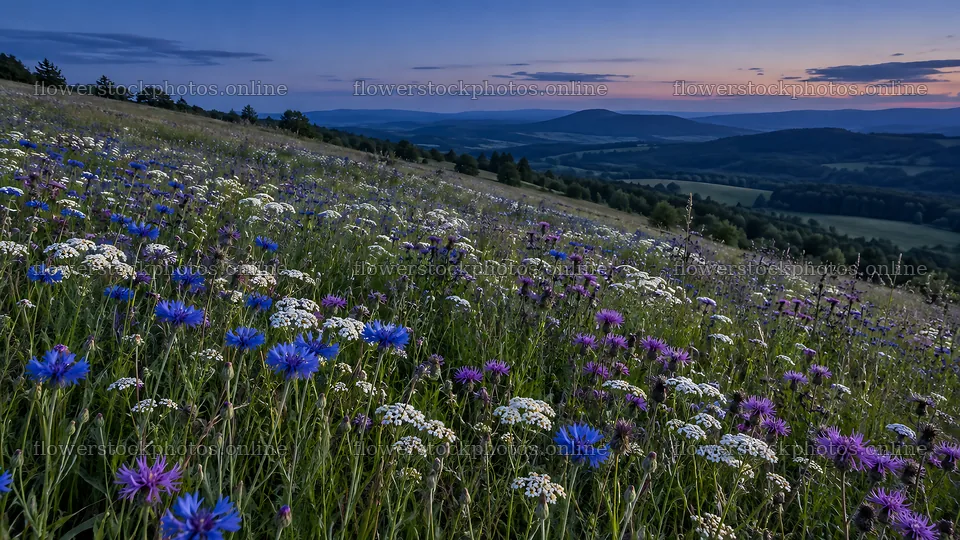 Wildflower Meadow in Deepening Twilight – flower stock photos 10324x5812