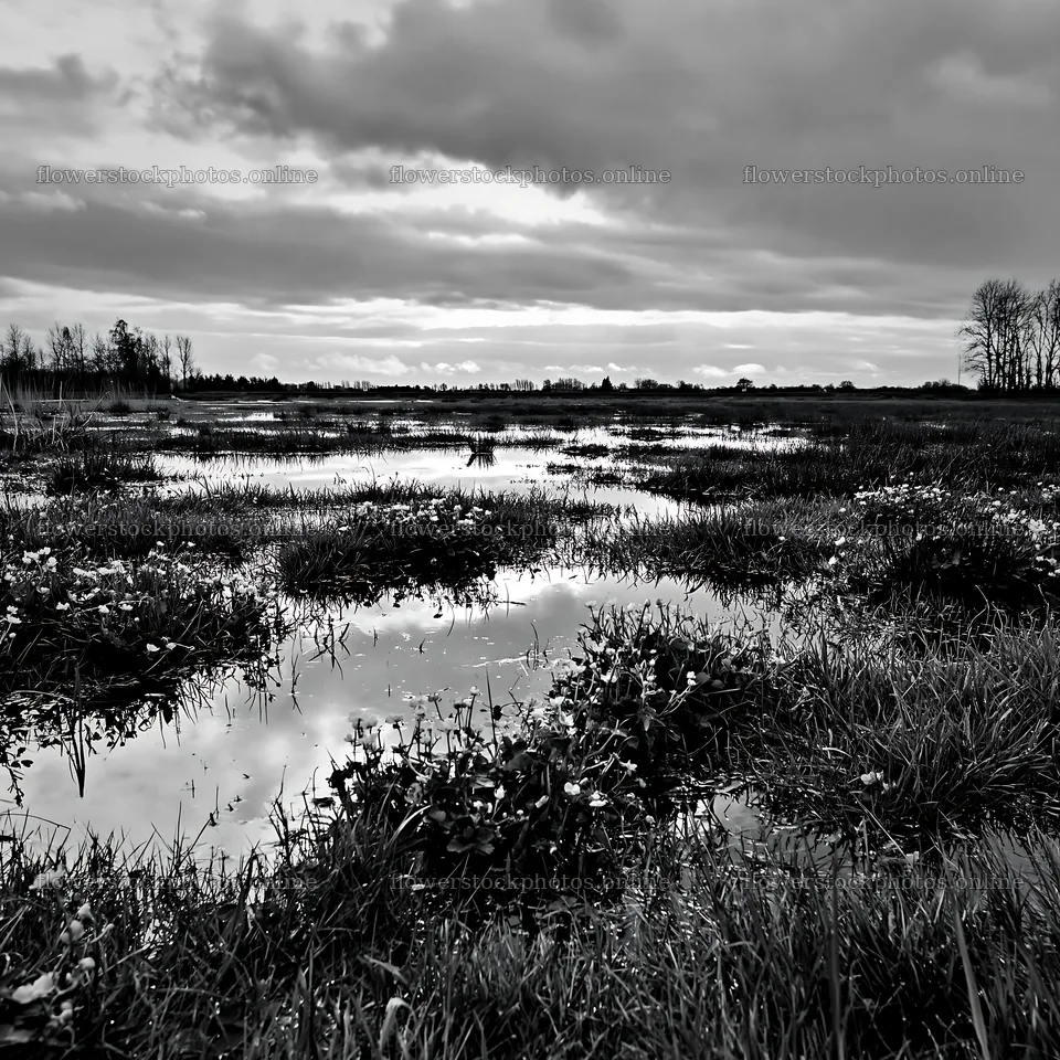 Regenerative meadow with water reflection in black and white – flower stock photos 7938x7938