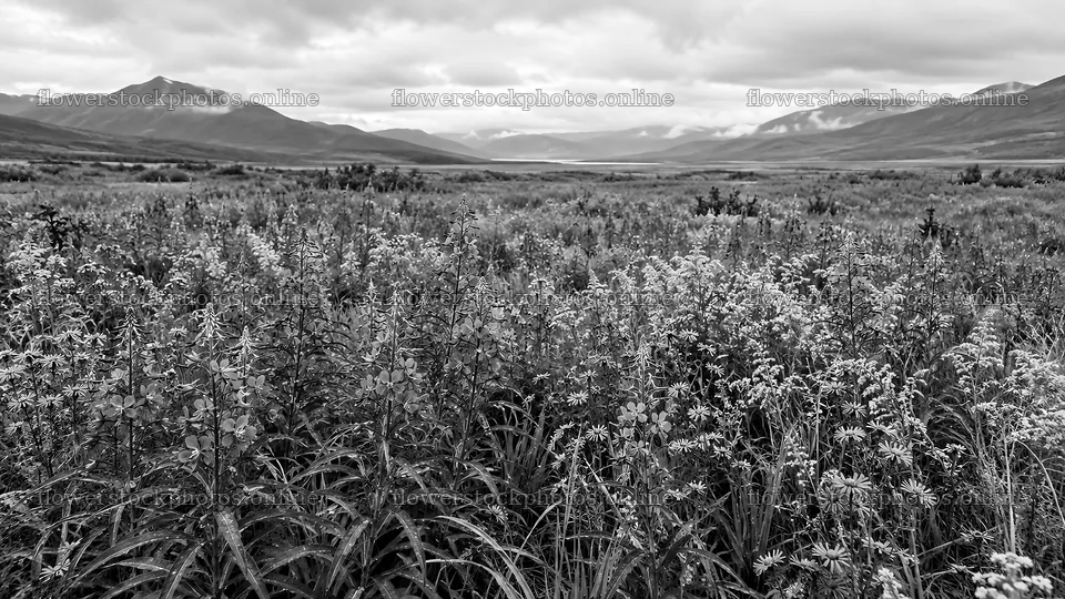 Black-and-White Wildflower Meadow in a Mountain Valley – flower stock photos 10324x5812