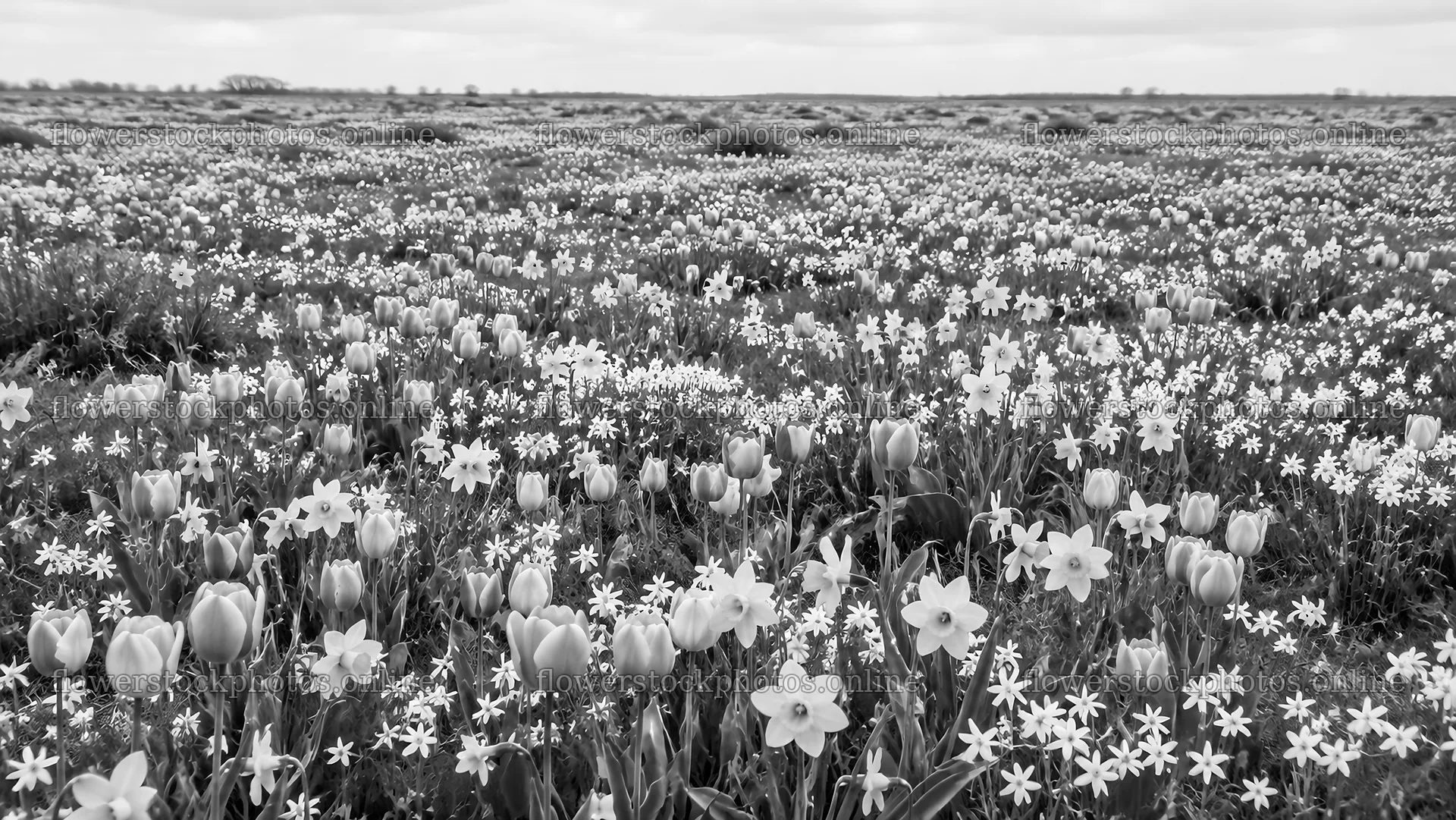 Monochrome Meadow of Delicate Spring Bulbs – flower stock photos 10324x5812