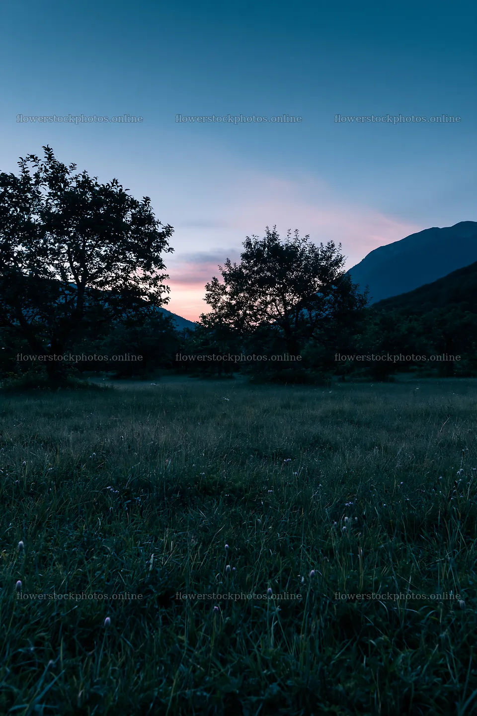 Valley apple meadow at twilight – flower stock photos 6480x9722