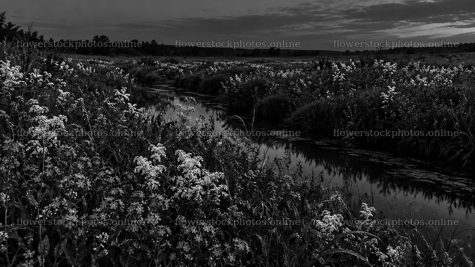 Dark Monochrome Meadow Beside a Stream at Dusk – flower stock photos 10324x5812