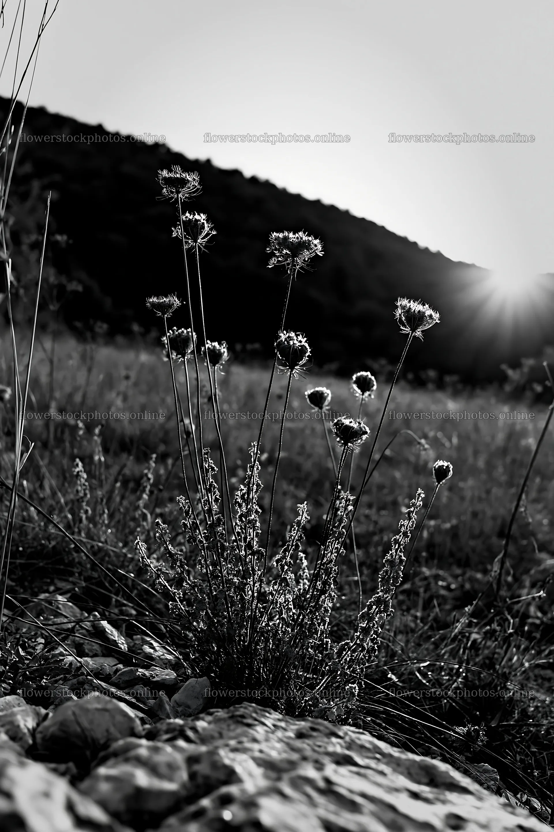 Meadow seedheads backlit at dusk – flower stock photos 6480x9722