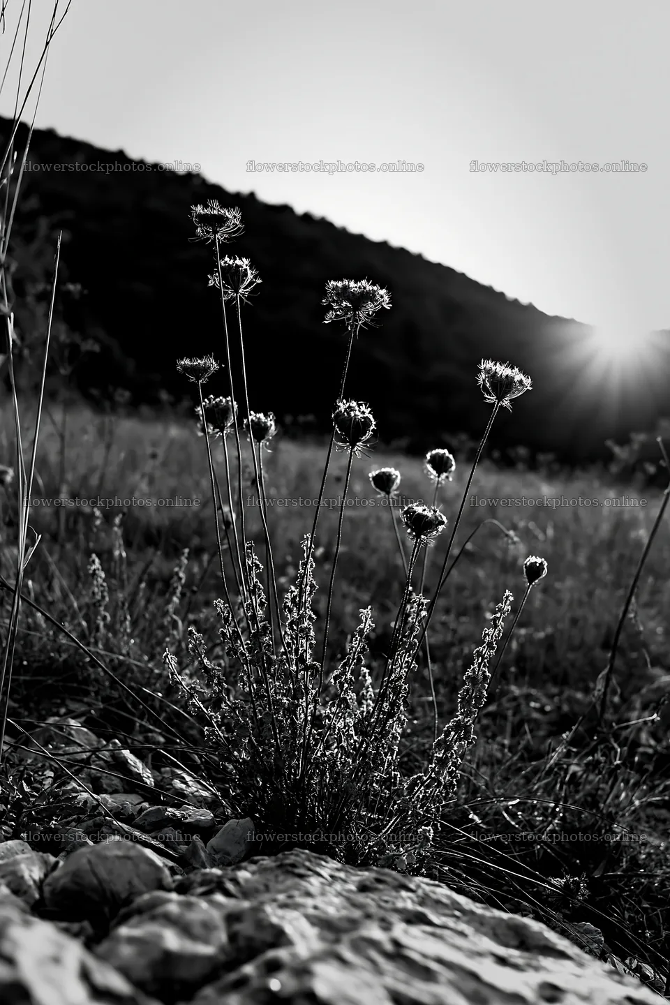Meadow seedheads backlit at dusk – flower stock photos 6480x9722