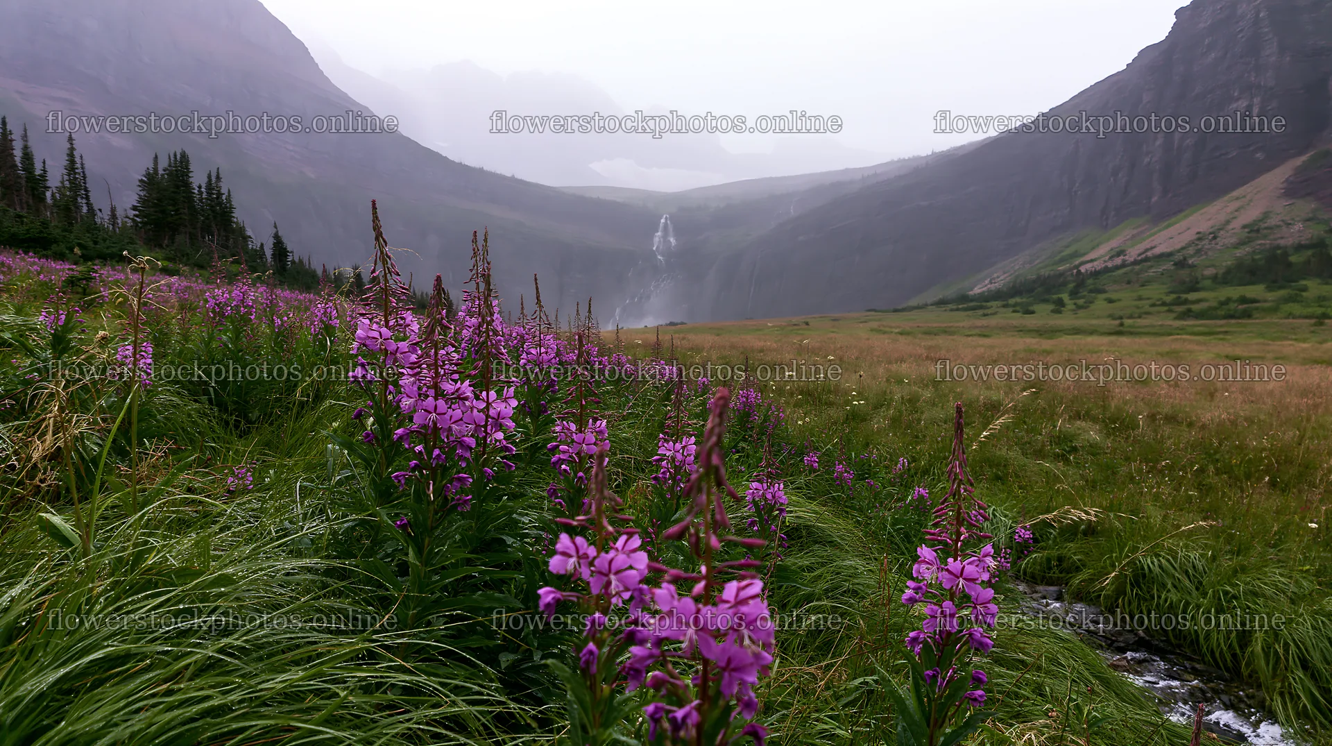 Misty mountains with waterfall and purple flowers in meadow – flower stock photos 10608x5938