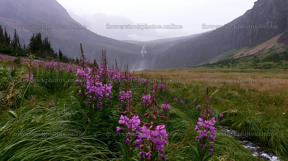 Misty mountains with waterfall and purple flowers in meadow – flower stock photos 10608x5938