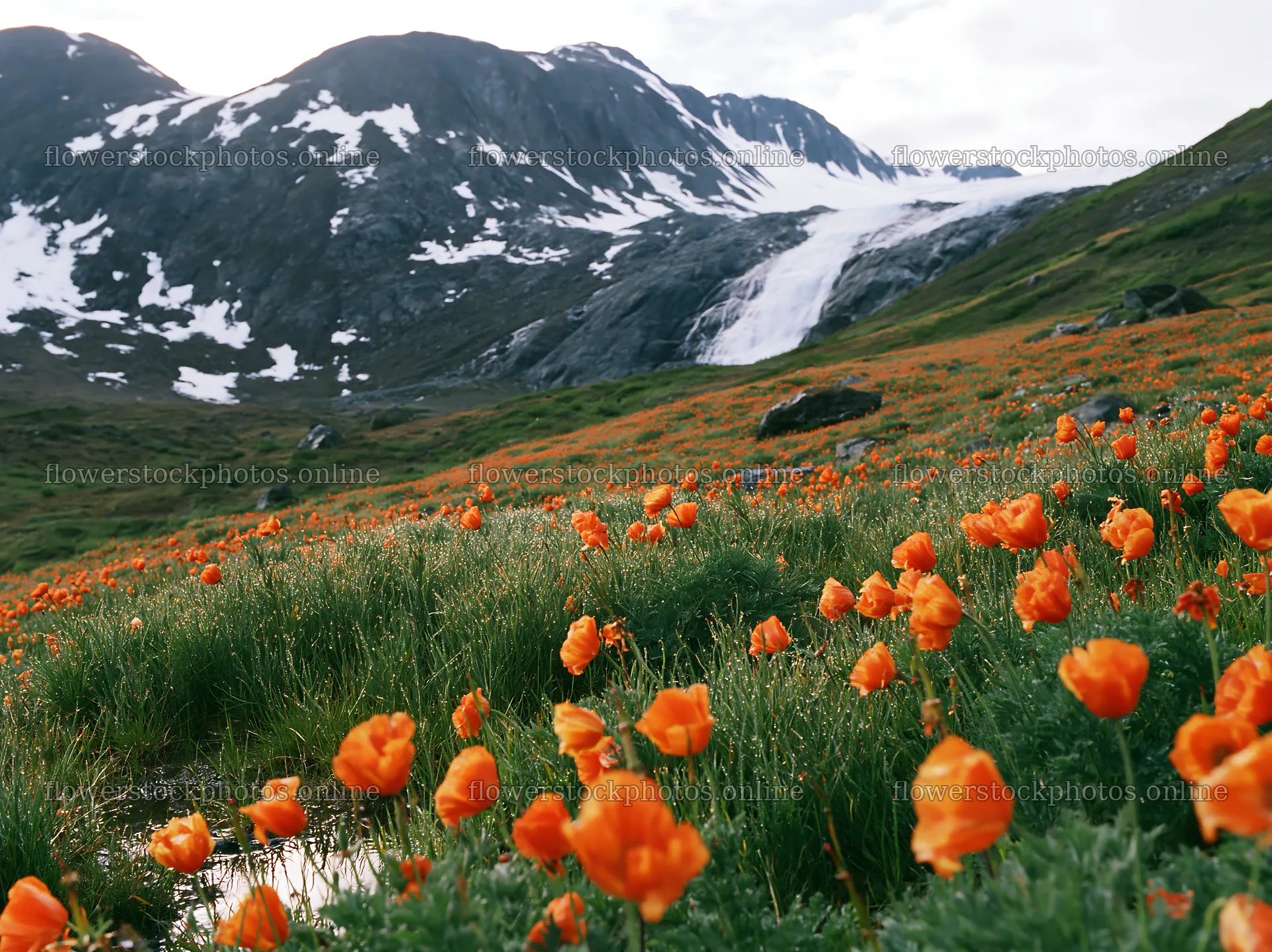 Meadow with flowers near waterfall in a mountain landscape – flower stock photos 9174x6866