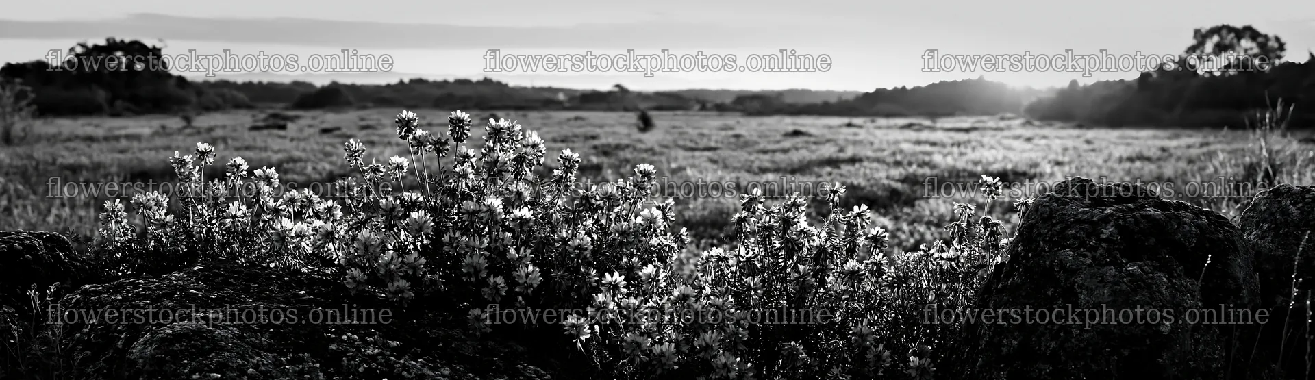 Kyoto spring wildflower meadow stone foreground – flower stock photos 14762x4268