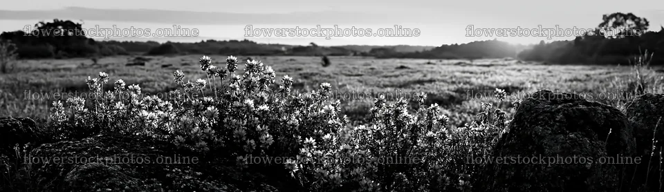 Kyoto spring wildflower meadow stone foreground – flower stock photos 14762x4268