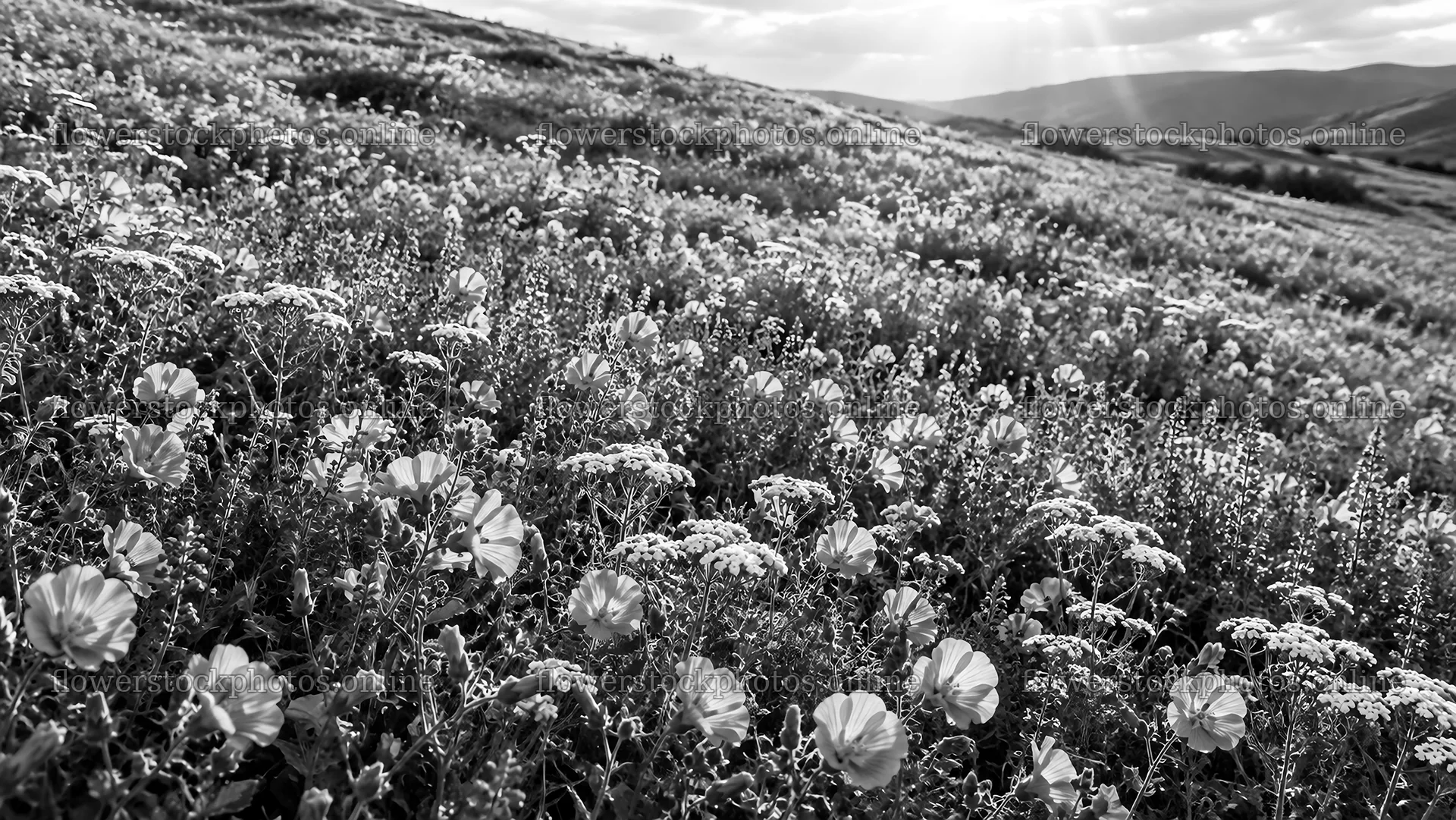 Black and White Wildflower Meadow – flower stock photos 10324x5812