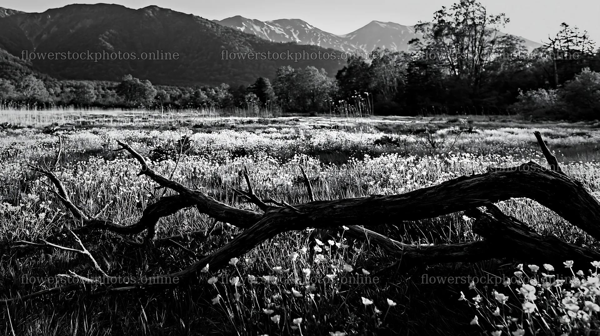 Yamagata rewilded meadow with fallen branch in the foreground – flower stock photos 10608x5938