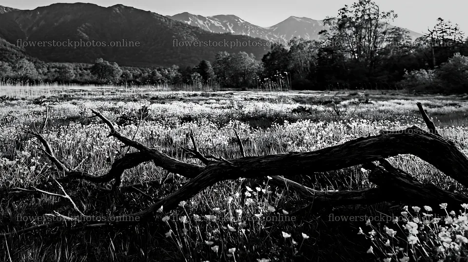 Yamagata rewilded meadow with fallen branch in the foreground – flower stock photos 10608x5938