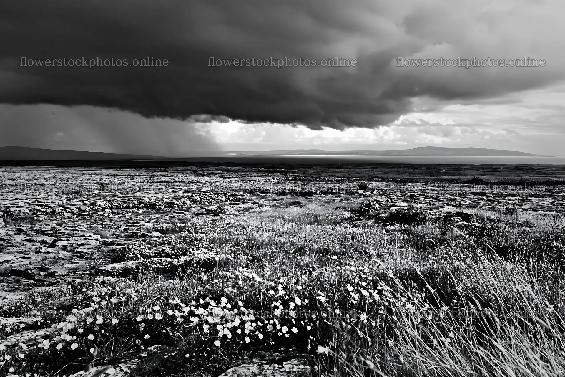 Colorful buttercup meadow under a stormy sky – flower stock photos 9722x6480