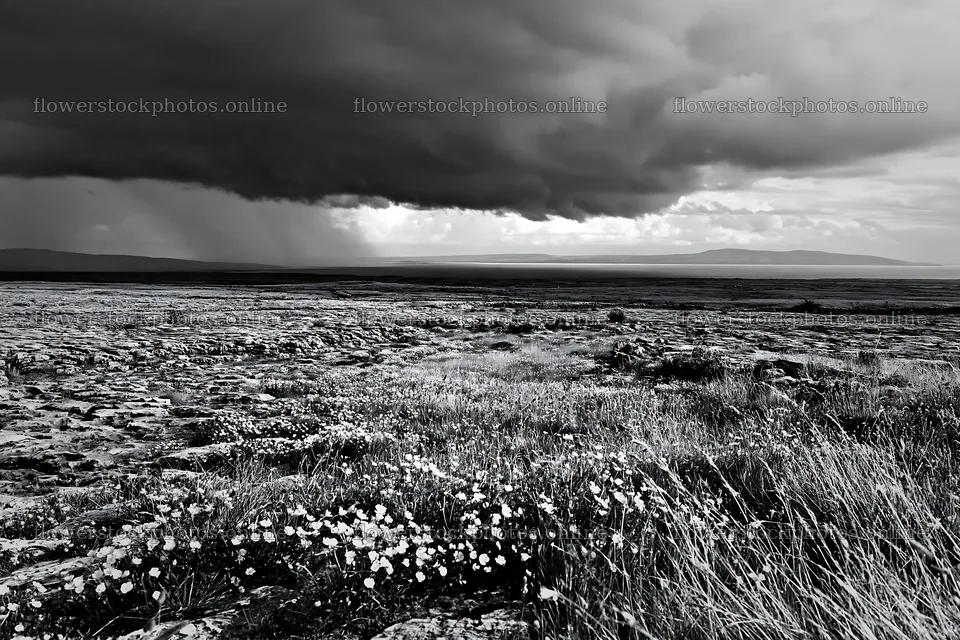 Colorful buttercup meadow under a stormy sky – flower stock photos 9722x6480