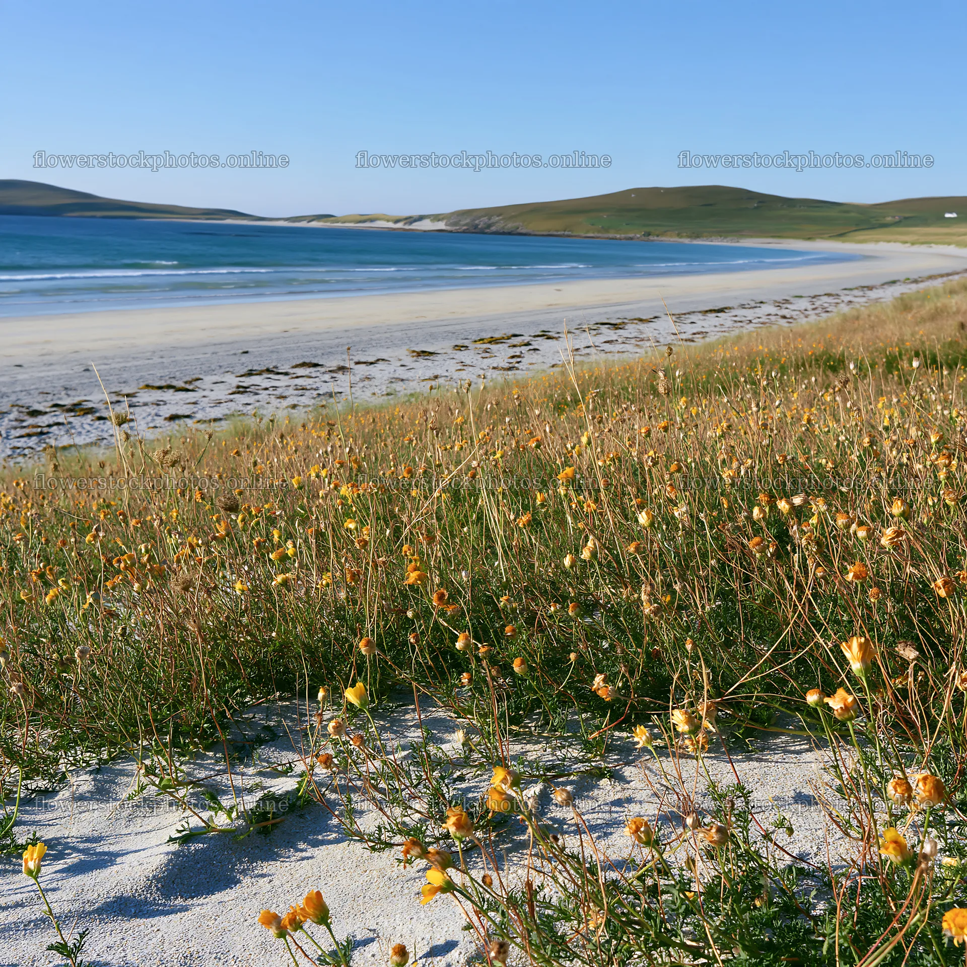 Meadow flowers at machair beach during sunny weather – flower stock photos 7938x7938